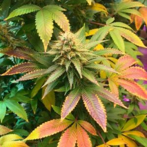 6 UND REG - AUTO MIX * TOP TAO SEEDS 6 UND REGULARES