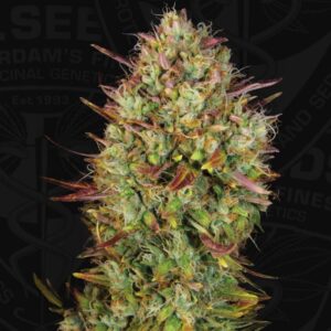 2 UND FEM - AUTO MK ULTRA * T.H. SEEDS 2 UND FEMINIZADAS