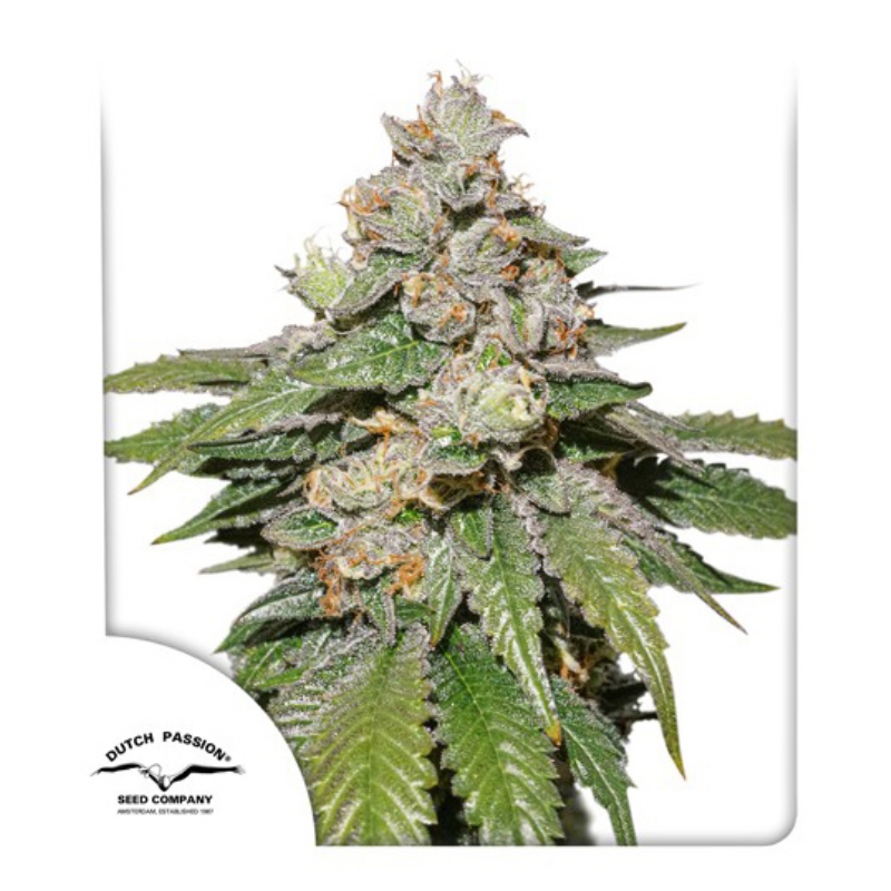 3 UND FEM - AUTO MOKUM'S TULIP ﾮ * DUTCH PASSION 3 UND FEMINIZADAS