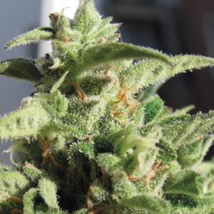 5 UND FEM - AUTO MOZAR * EXCLUSIVE SEEDS 5 UND FEM