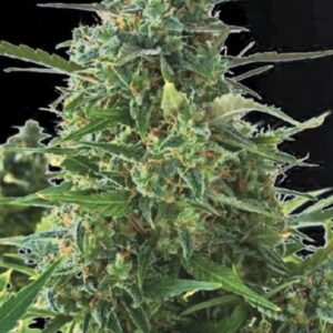 5 UND FEM - AUTO NBA DIESEL * BULK SEED 5 UND FEM