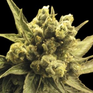 3 UND FEM - AUTO NEMO * EXCLUSIVE SEEDS 3 UND FEM