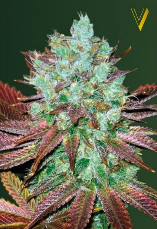 3 UND FEM - AUTO NHL DIESEL * VICTORY SEEDS FEMINIZADA 3 UND