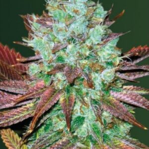 5 UND FEM - AUTO NHL  DIESEL * VICTORY SEEDS FEMINIZADA 5 UND