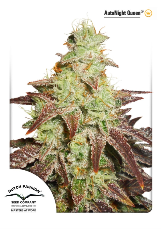 100 UND FEM - AUTO NIGHT QUEEN ﾮ * DUTCH PASSION FEMINIZADA 100 UND