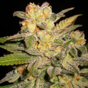 5 UND FEM - AUTO NL * G13 LABS SEEDS 5 FEMINIZADAS