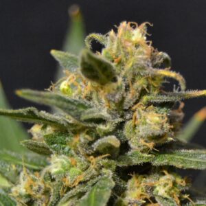 1 UND FEM - AUTO NORTHERN * CBD SEEDS 1 UND FEMINIZADA
