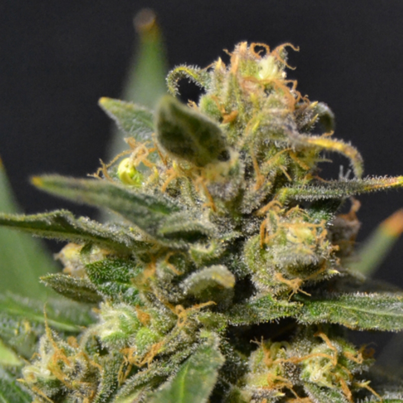 6 UND FEM - AUTO NORTHERN * CBD SEEDS 6 UND FEMINIZADAS