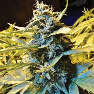 5 UND FEM - AUTO NORTHERN HOG * T.H. SEEDS 5 UND FEMINIZADAS