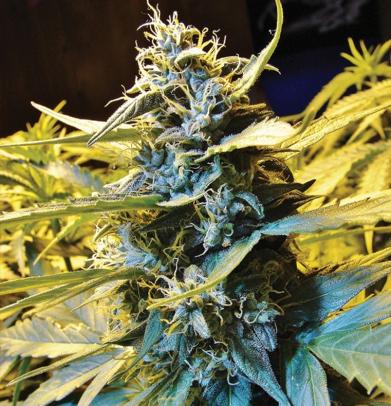 5 UND FEM - AUTO NORTHERN HOG * T.H. SEEDS 5 UND FEMINIZADAS