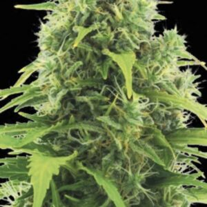 5 UND FEM - AUTO NORTHERN LIGHT  * BULK SEED 5 UND FEM