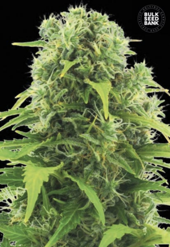 100 UND FEM - AUTO NORTHERN LIGHT * BULK SEED 100 UND FEM