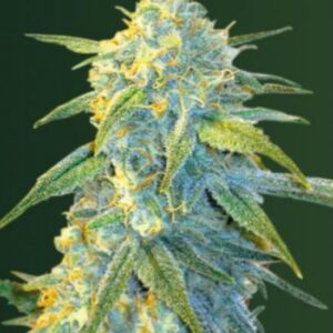 10 UND FEM - AUTO NORTHERN LIGHT * VICTORY SEEDS FEMINIZADA 10 UND
