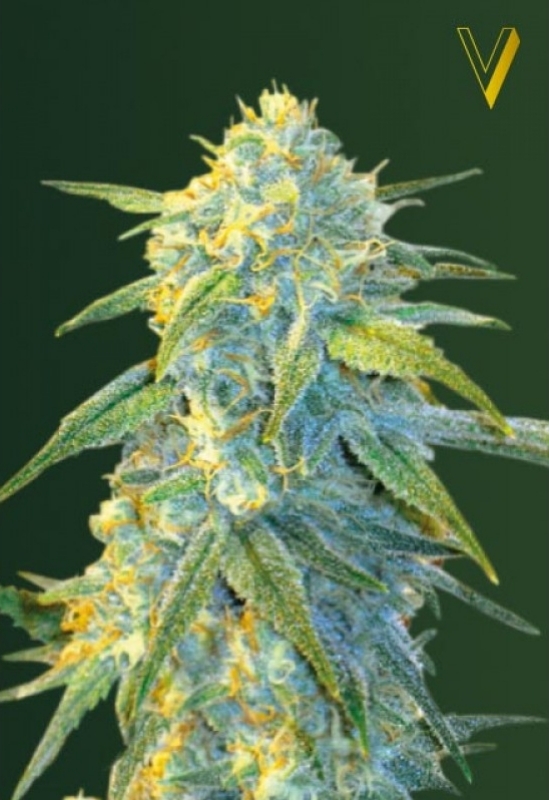 10 UND FEM - AUTO NORTHERN LIGHT * VICTORY SEEDS FEMINIZADA 10 UND