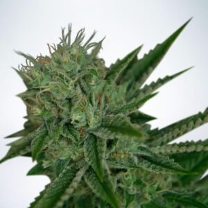 5 UND FEM - AUTO NORTHERN LIGHTS * MINISTRY SEEDS 5 UND FEMINIZADAS