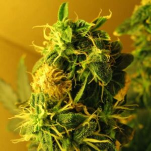 5 UND FEM - AUTO NORTHERN LIGHT * NIRVANA 5 UND FEMINIZADAS