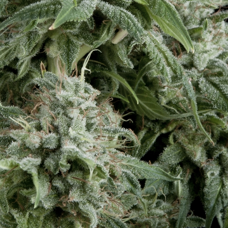 5 UND FEM - AUTO NORTHERN LIGHTS * PYRAMID SEEDS 5 UND FEMINIZADAS