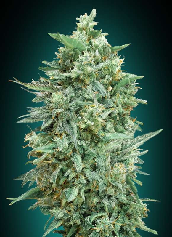 3 UND FEM - AUTO NORTHERN LIGHTS XXL * 00SEEDS 3 UND FEMINIZADAS