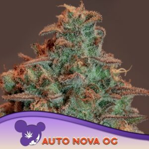 3 UND FEM - AUTO NOVA OG * ANESIA SEEDS 3 FEMINIZADAS