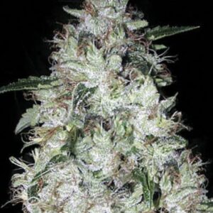 5 UND FEM - AUTO OG KUSH  * BULK SEED 5 UND FEM