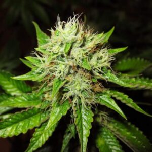 5 UND FEM - AUTO LITHIUM OG KUSH * NIRVANA 5 UND FEMINIZADAS