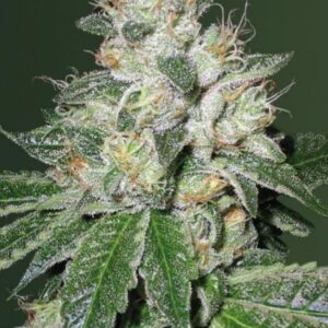 10 UND FEM - AUTO OG KUSH * VICTORY SEEDS FEMINIZADA 10 UND