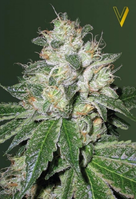 5 UND FEM - AUTO OG KUSH * VICTORY SEEDS FEMINIZADA 5 UND