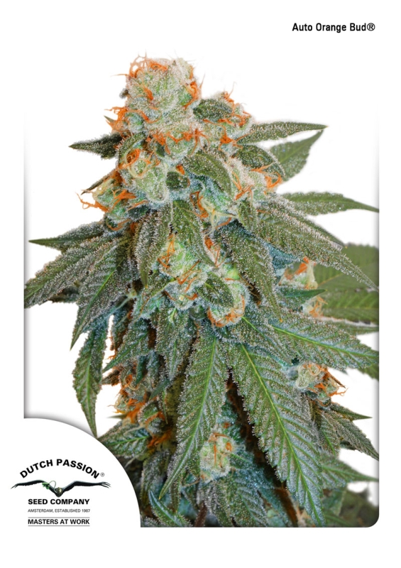 3 UND FEM - AUTO ORANGE BUD ﾮ * DUTCH PASSION 3 UND FEMINIZADAS