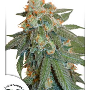 100 UND FEM - AUTO ORANGE BUD ﾮ * DUTCH PASSION FEMINIZADA 100 UND