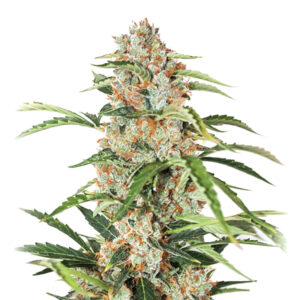 5 UND FEM - AUTO ORANGE BUD * NIRVANA 5 UND FEMINIZADAS