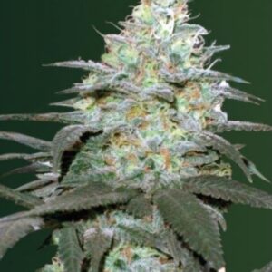 3 UND FEM - AUTO ORIGINAL  BERRY * VICTORY SEEDS FEMINIZADA 3 UND