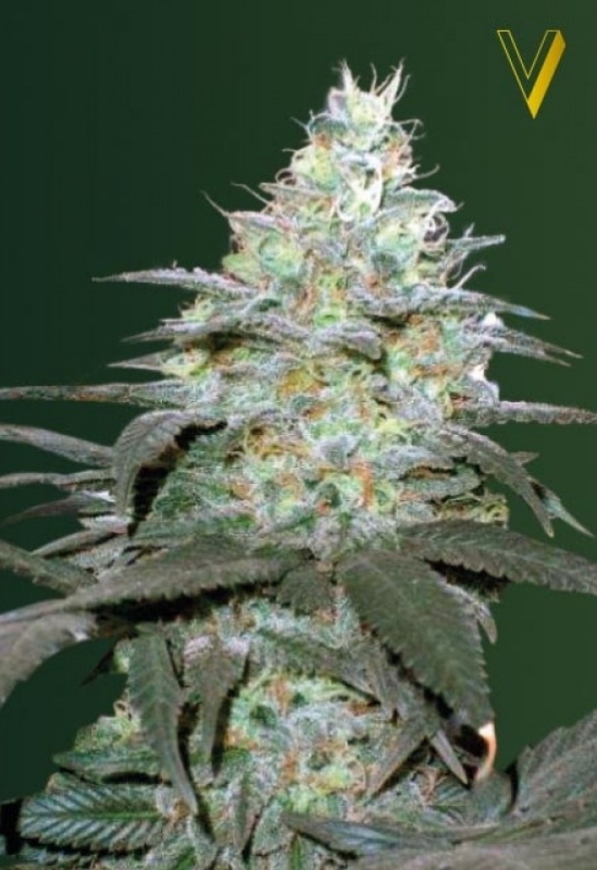 5 UND FEM - AUTO ORIGINAL  BERRY * VICTORY SEEDS FEMINIZADA 5 UND