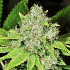 5 UND FEM - AUTO ORIGINAL GLUE * NIRVANA 5 UND FEMINIZADAS