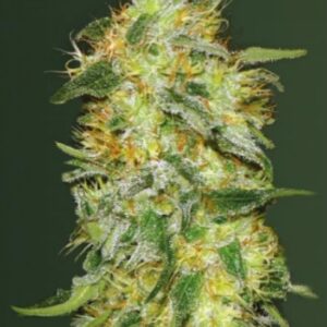 10 UND FEM - AUTO ORIGINAL LIMONADE SKUNK * VICTORY SEEDS FEMINIZADA 10 UND