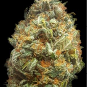 5 UND FEM - AUTO ORIGINAL ORANGE BUD * BULK SEED 5 UND FEM