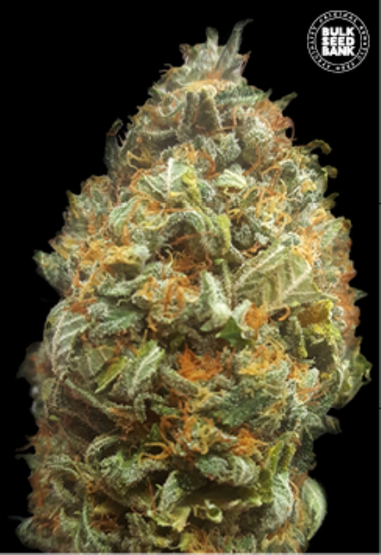 100 UND FEM - AUTO ORIGINAL ORANGE BUD * BULK SEED 100 UND FEM