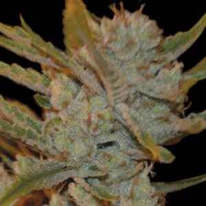 3 UND FEM - AUTO OXUS * EXCLUSIVE SEEDS 3 UND FEM