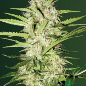 5 UND FEM - AUTO PARMESAN  * VICTORY SEEDS FEMINIZADA 5 UND