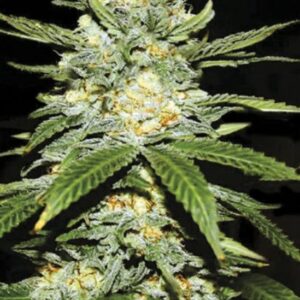 5 UND FEM - AUTO PERFECT POWER PLANT * BULK SEED 5 UND FEM
