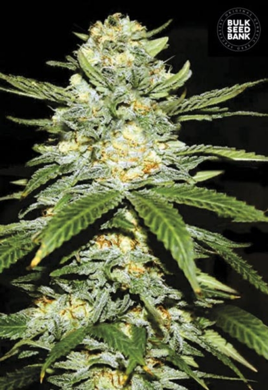 100 UND FEM - AUTO PERFECT POWER PLANT * BULK SEED 100 UND FEM