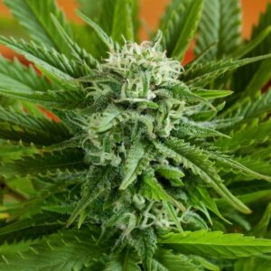 5 UND FEM - AUTO PINEAPPLE EXPRESS * G13 LABS SEEDS 5 FEMINIZADAS