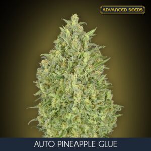 25 UND FEM - AUTO PINEAPPLE GLUE * ADVANCED SEEDS 25 UND FEM