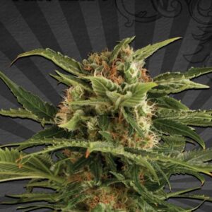 5 UND FEM - AUTO POUNDER * AUTO SEEDS 5 UND FEMINIZADAS