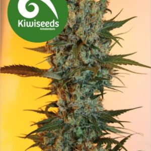 5 UND FEM - AUTO POWER PLANT * KIWISEEDS 5 UND FEMINIZADAS