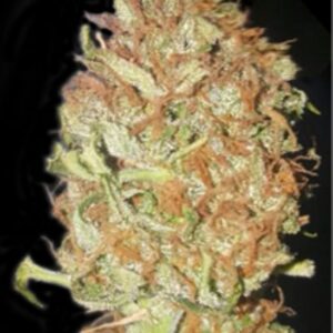 5 UND FEM - AUTO PSYCHEDELIC * BULK SEED 5 UND FEM