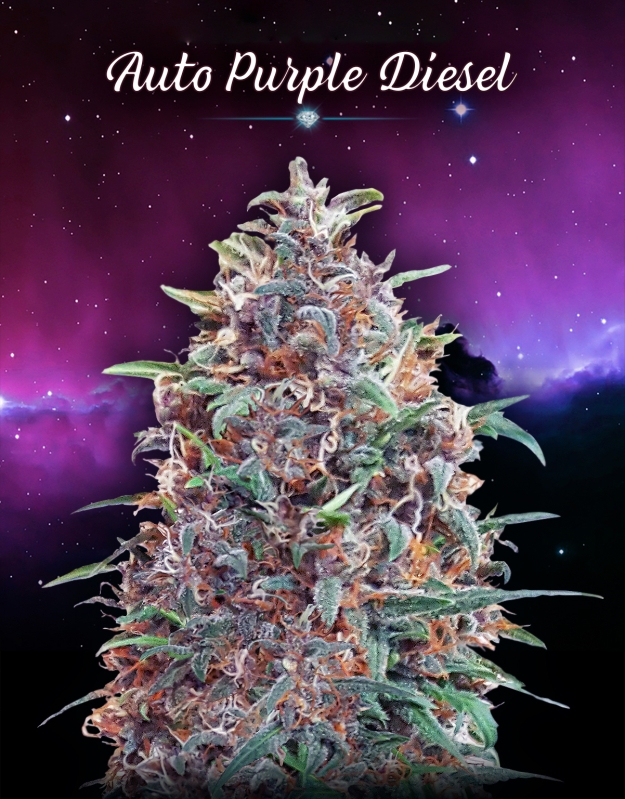 3 UND FEM - AUTO PURPLE DIESEL * ADVANCED SEEDS 3 UND FEM
