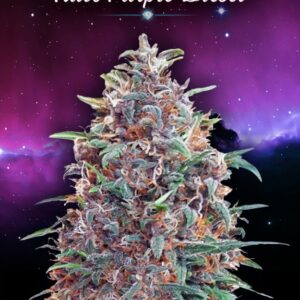 1 UND FEM - AUTO PURPLE DIESEL * ADVANCED SEEDS 1 UND FEM