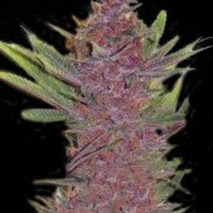5 UND FEM - AUTO PURPLE GLAM KUSH  * BULK SEED 5 UND FEM