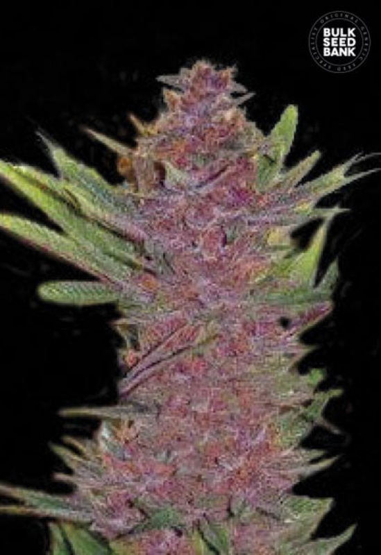 100 UND FEM - AUTO PURPLE GLAM KUSH * BULK SEED 100 UND FEM
