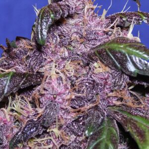 3 UND FEM - AUTO PURPLE * ORIGINAL SENSIBLE 3 UND FEMINIZADAS